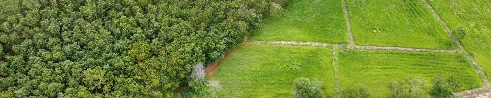Land Cover